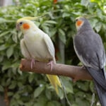 12 Types of Cockatiels