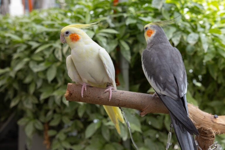 Two cockatiels on a branch
