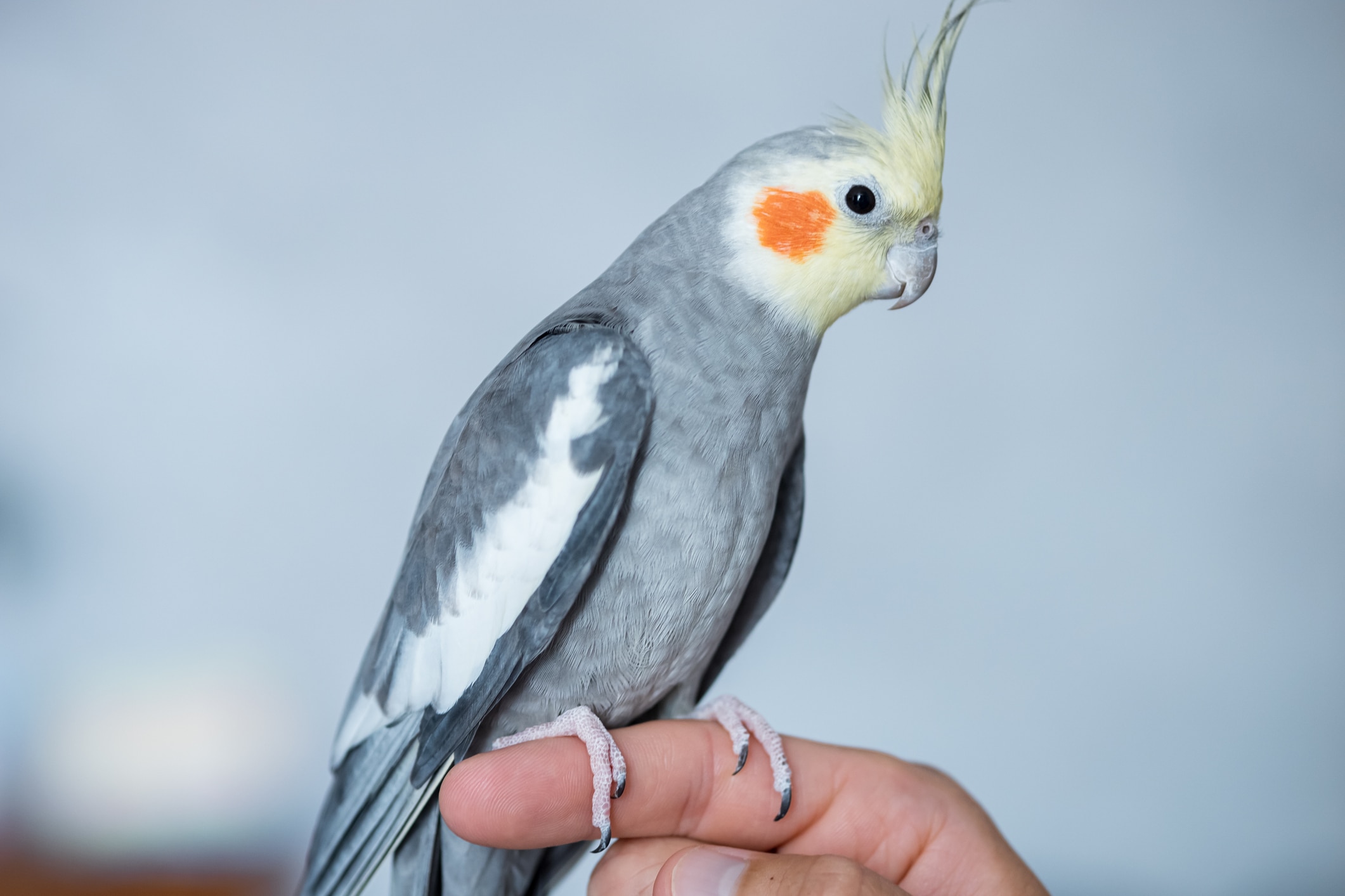 Normal Gray Cockatiel