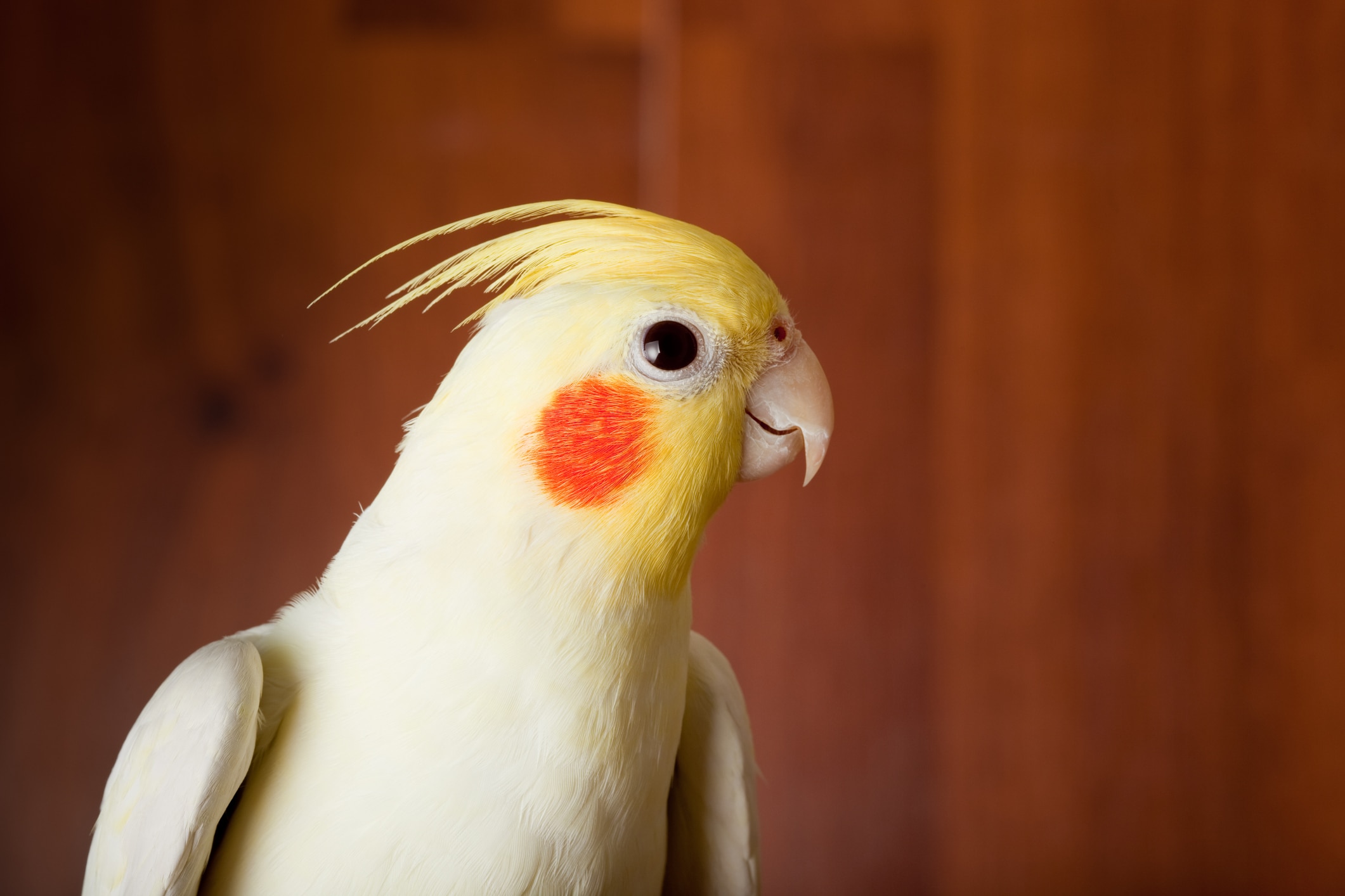 Lutino Cockatiel 