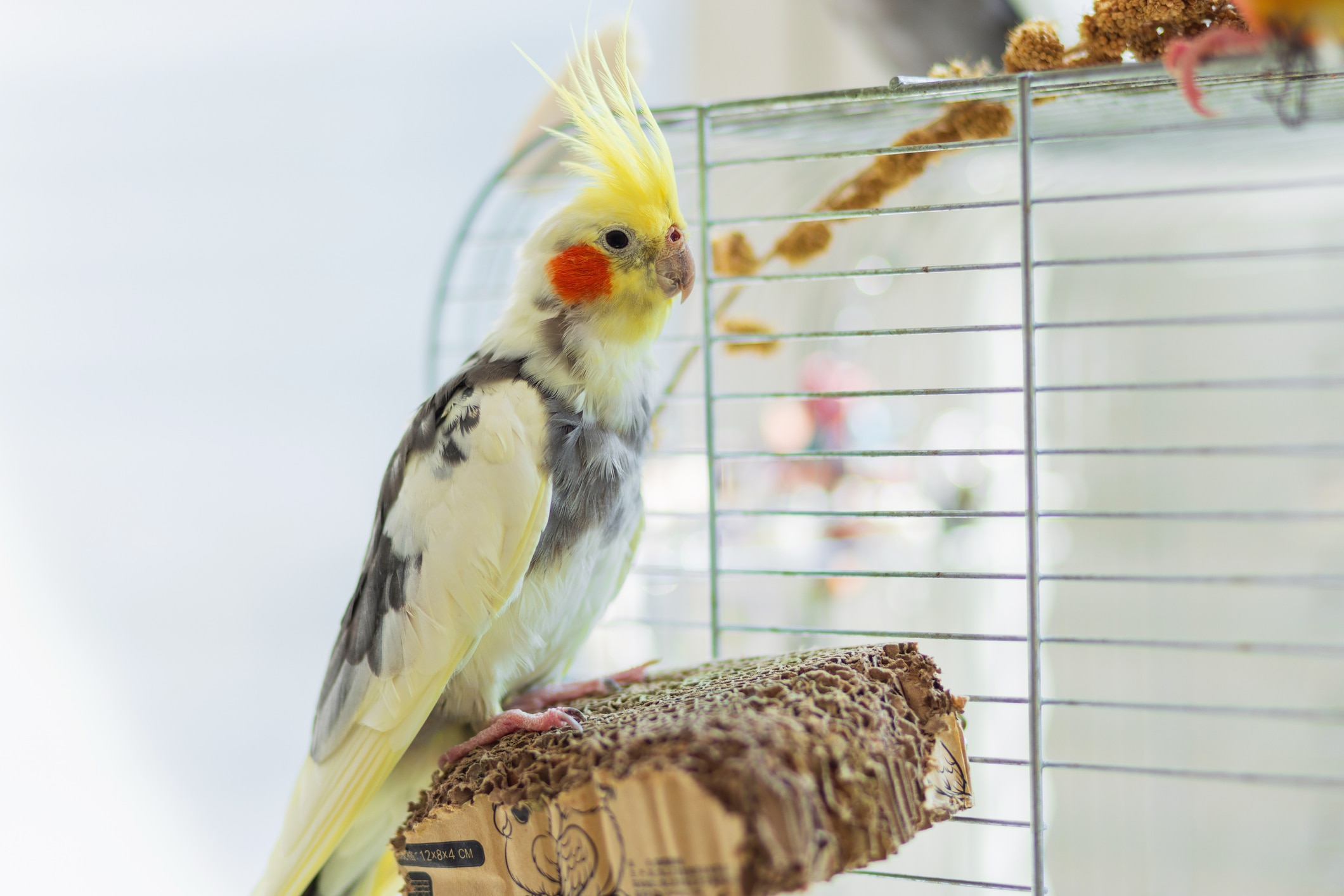 Pied Cockatiel 
