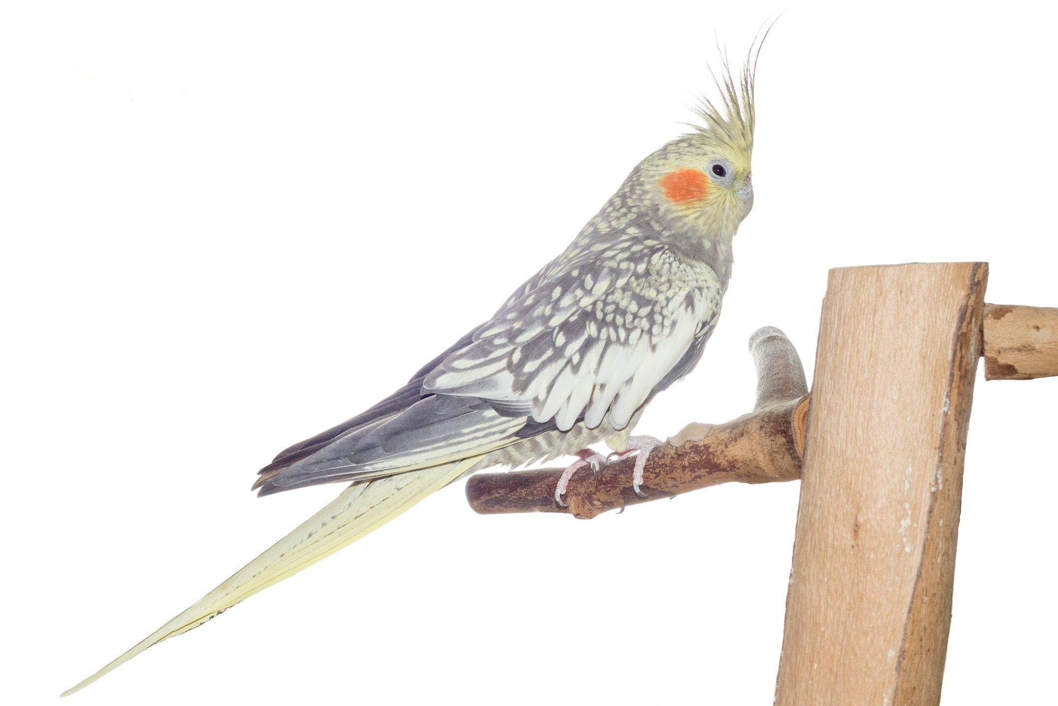 Pearl Cockatiel 
