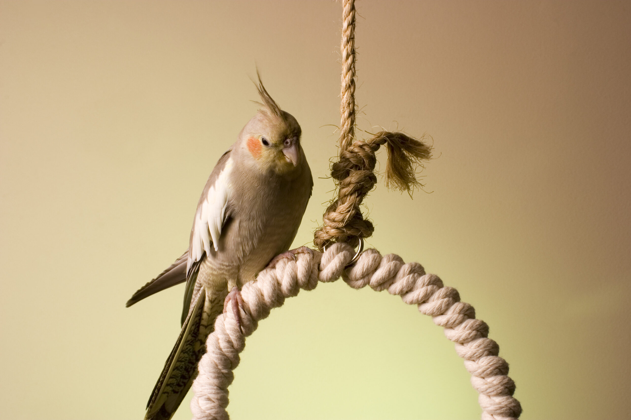 Cinnamon Cockatiel 