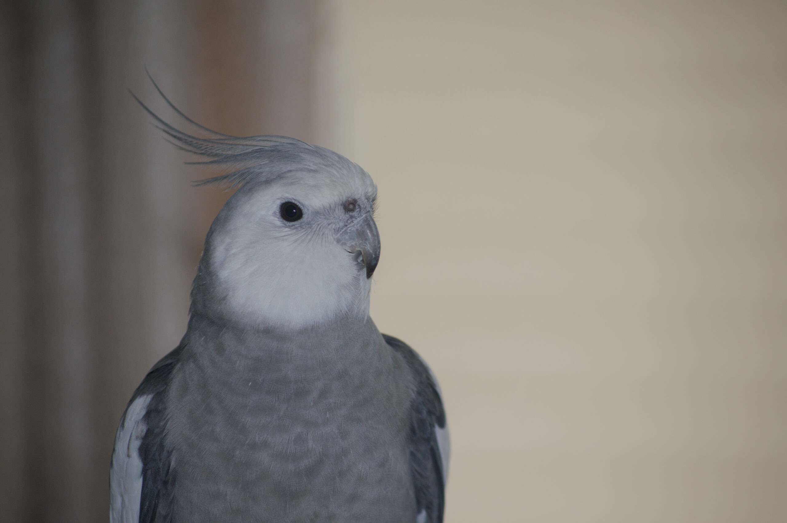 Whiteface Cockatiel 
