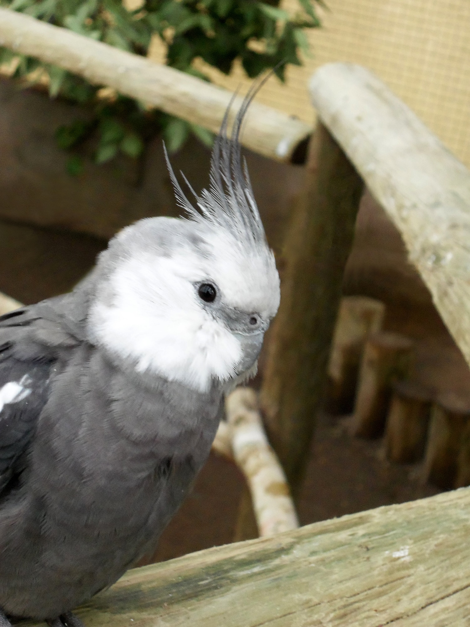 Silver Cockatiel 