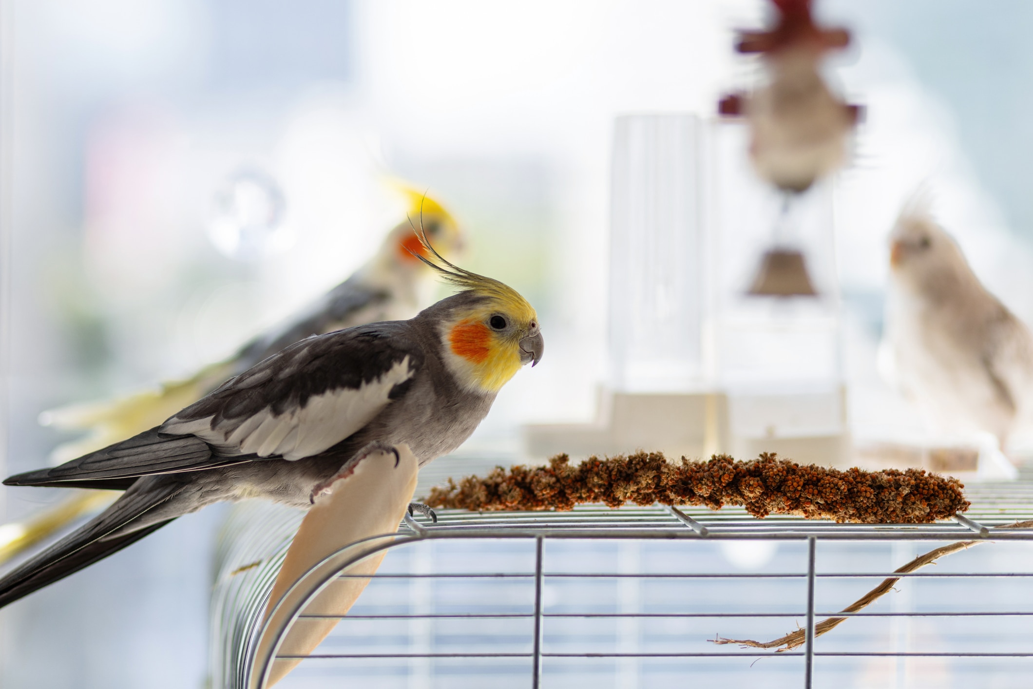 Yellowface Cockatiel 