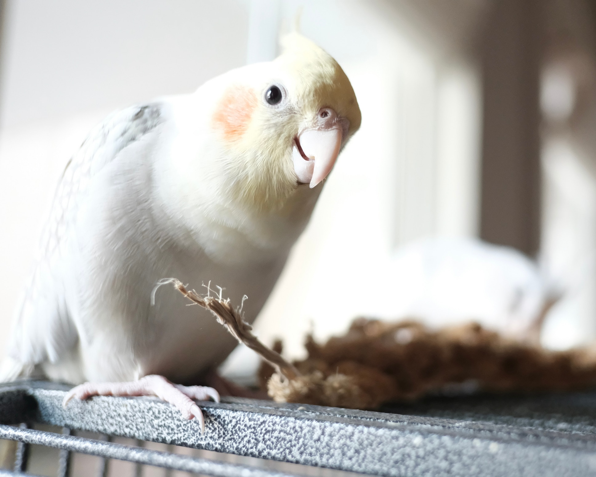 Creamface Cockatiel 