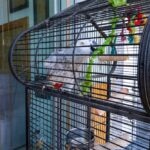 Parrot Cage Size Guide for Different Species