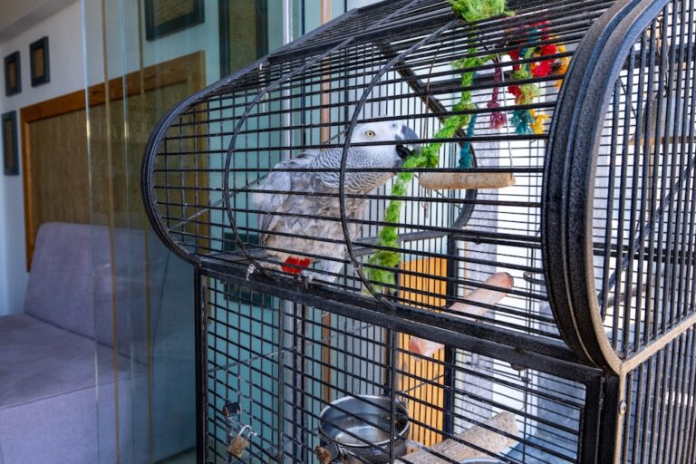 African grey parrot playing with toy in large cage