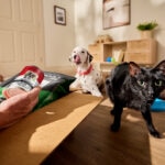 What Is AAFCO? Here’s What Pet Parents Should Know