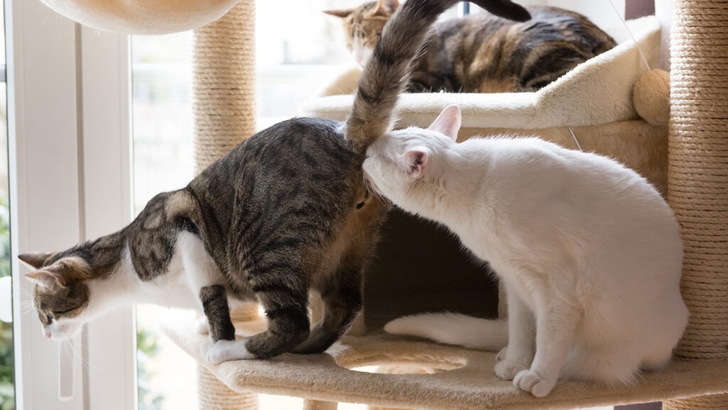why do cats sniff each others butts: cat sniffing another cat’s butt
