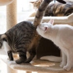 Why Do Cats Sniff Each Other’s Butts?