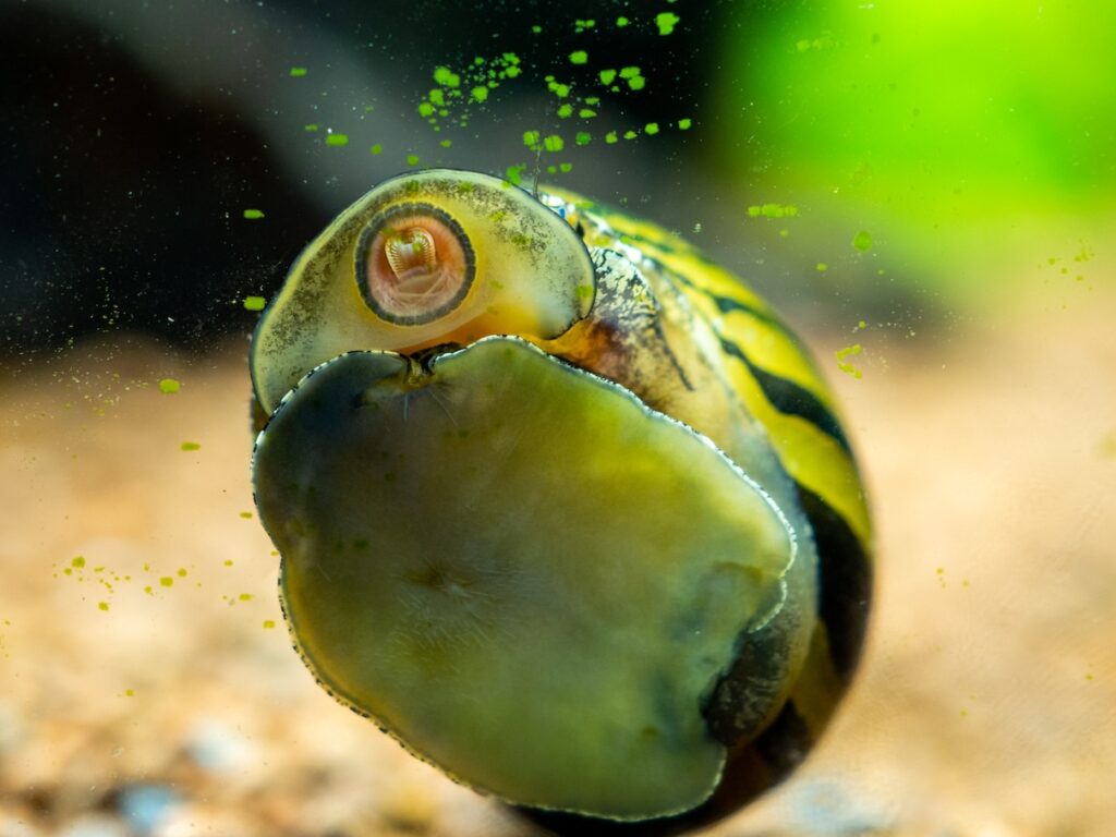 Spotted nerite snail (Neritina natalensis) eating algae from the fish tank glass.