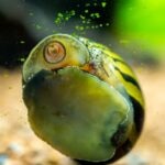 Nerite Snail Care Guide: Tank Setup, Diet, Tank Mates, and More