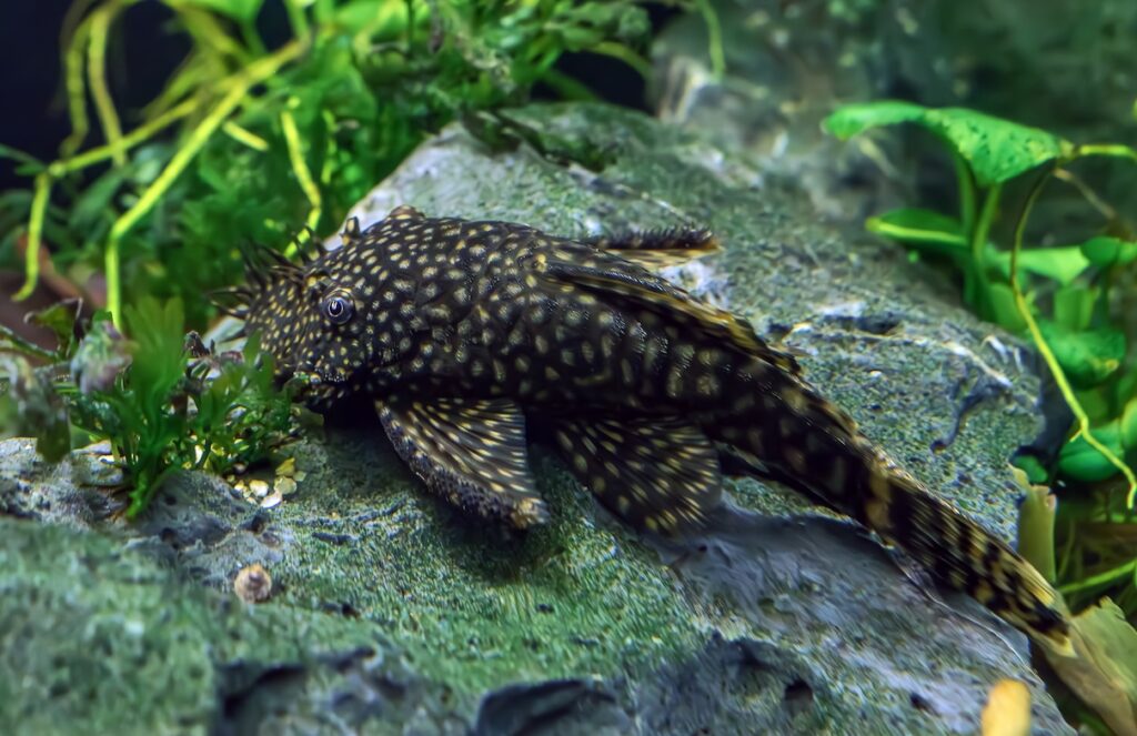 Bushy nose pleco on a rock at the bottom of a freshwater aquarium.