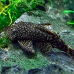 Bristlenose Pleco Care: Tank Size, Diet, and Water Parameters