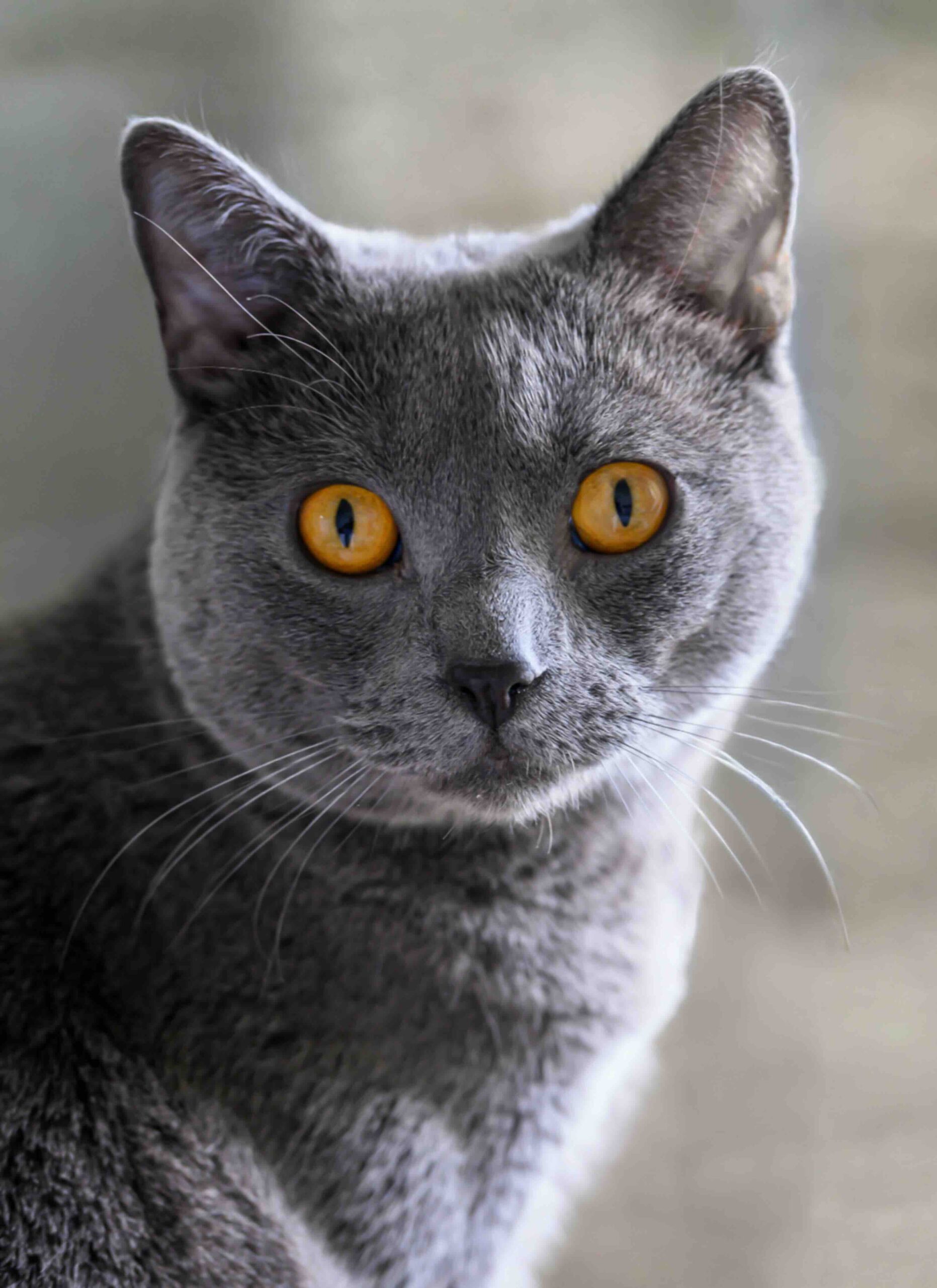 A close-up of a Chartreux, a gray cat breed