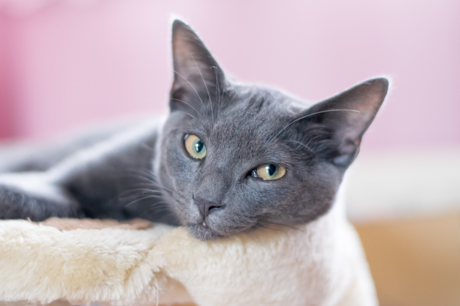 A Korat cat dozing in a cat bed in a pink room