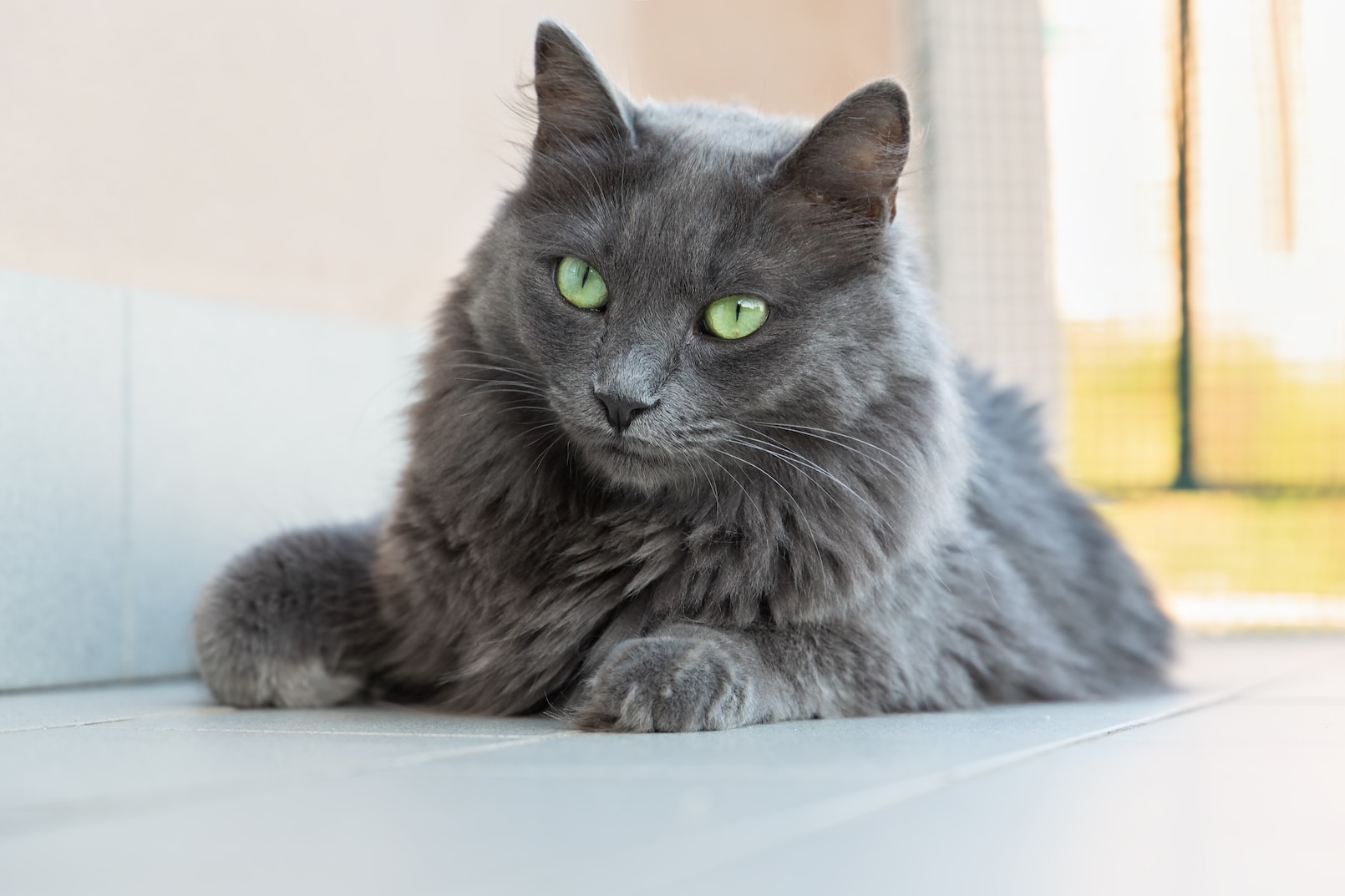 A longhaired gray cat, the Nebelung, lying on the ground