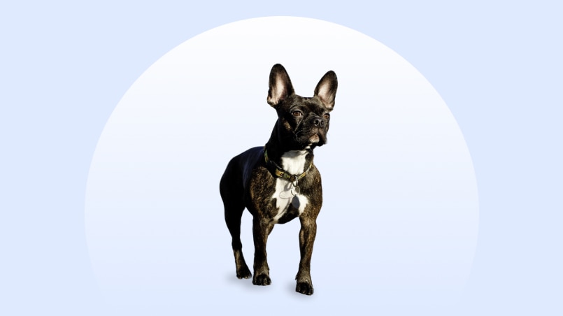 Frenchton dog standing on an isolated blue background
