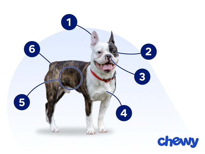 Photo of a Frenchton