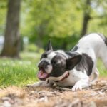 Gray and white Frenchton dog playing in a park