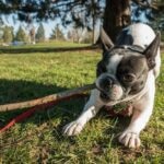 A gray and white Frenchton dog playing with a stick