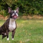 A brindle Frenchton dog panting out in a park