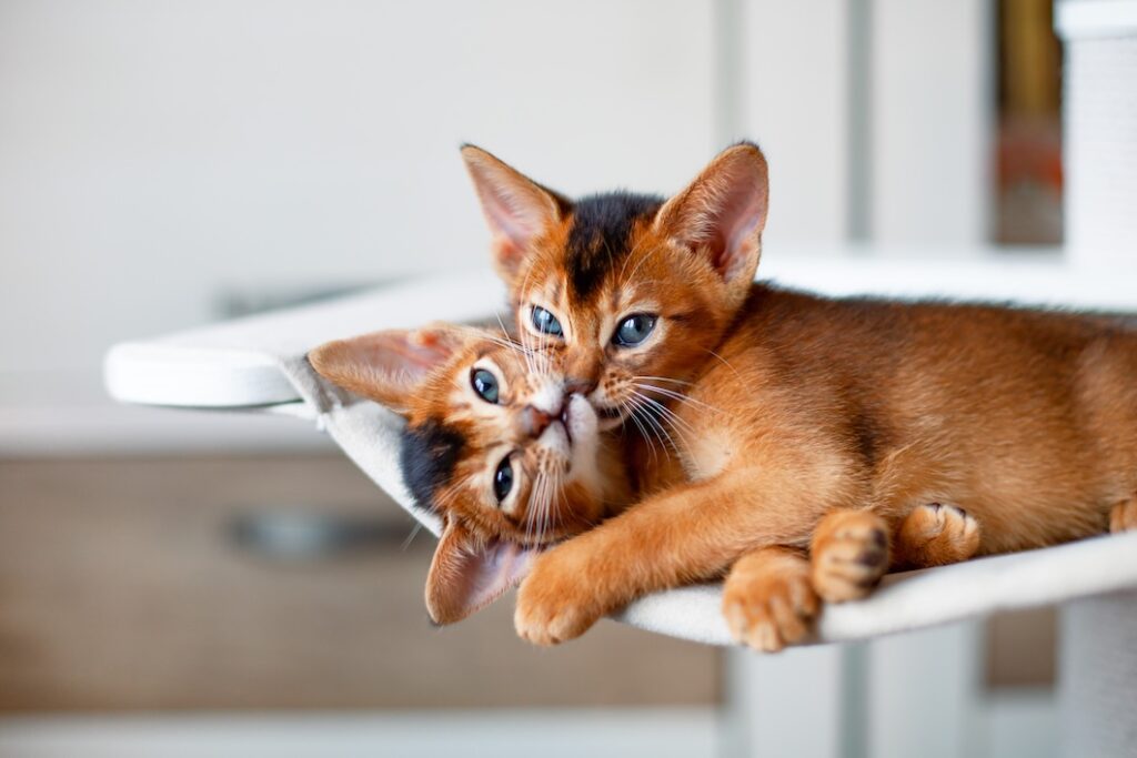 Two playful reddish-brown Abyssinian cats on a white cat perch.