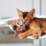 15 Shorthaired Cat Breeds With Big Personality and Less Fluff