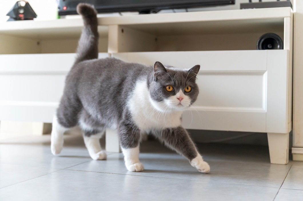 Gray and white cat with amber eyes walking across a tiled floor indoors.