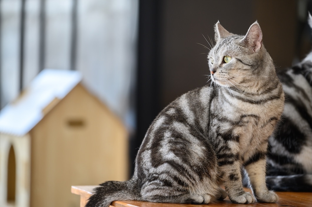 Silver tabby American shorthair cat sitting on a wooden table and looking to the side.
