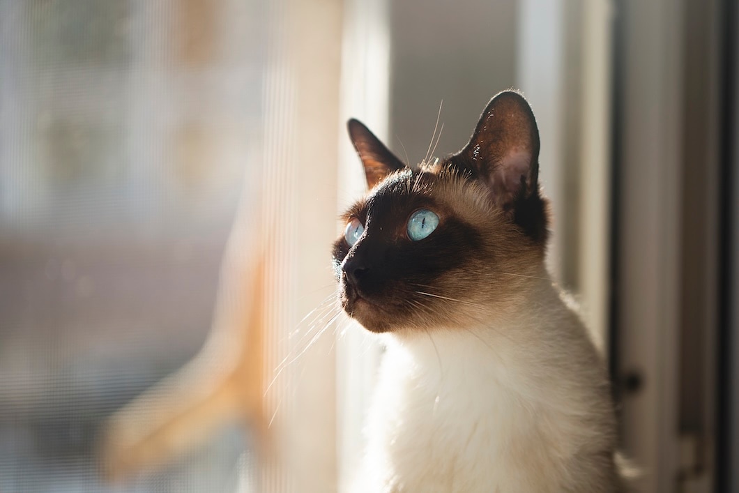 Blue-eyed Siamese cat sitting by a window and looking outside.