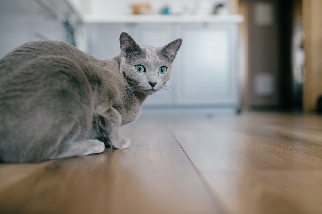 Gray Russian Blue cat with green eyes crouching on a wooden floor indoors.