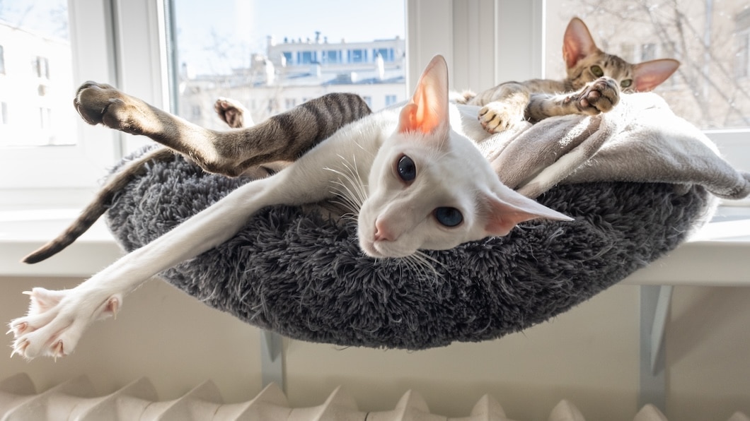 White cat with blue eyes and a tabby cat lounging together in a window-mounted cat bed.