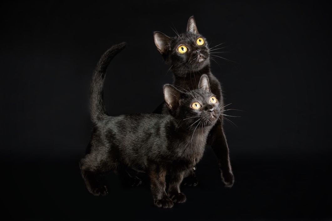 Black Bombay cats posed against a black background.