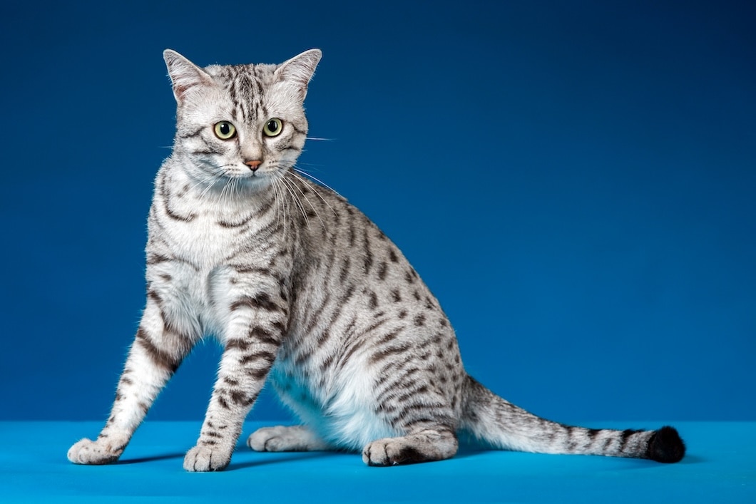 Silver Egyptian Mau cat with dark spots and green eyes sitting against a blue background.