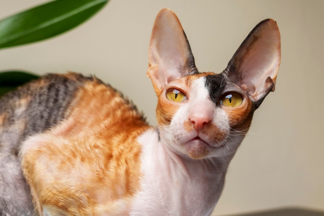 Calico Cornish Rex cat with large ears and yellow eyes looking at the camera.