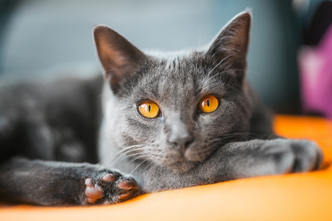 Chartreux cat with amber eyes lying down with its front paws stretched out.