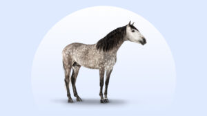 Andalusian