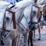 Group of Andalusian horses in a parade