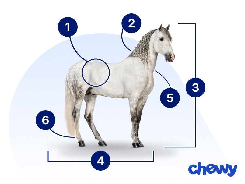 Photo of a Andalusian