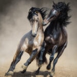 Red-gray Spanish stallion play with dun Spanish stallion in sand dust.