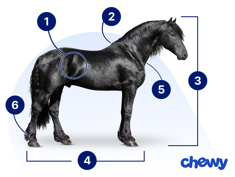 Photo of a Friesian