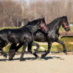 Friesian stallions running in an arena