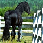Friesian stallion looking over fence
