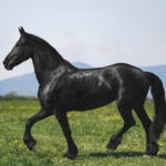 Friesian horse trotting in a field