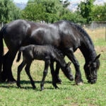 Newborn Friesian foal with mare grazing in a field