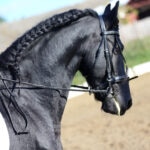 Frisian competing in dressage