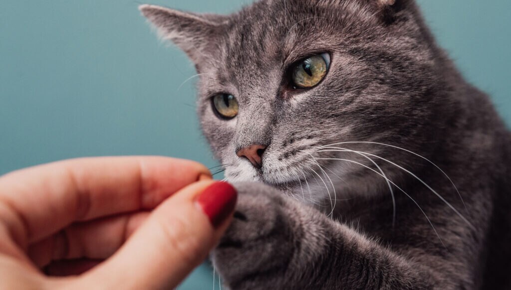 Older cat receiving a supplement. The best senior cat supplements are vet-recommended.